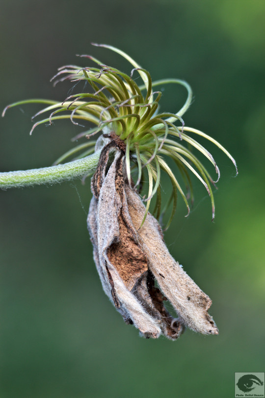  MG 4311 welke Blumen